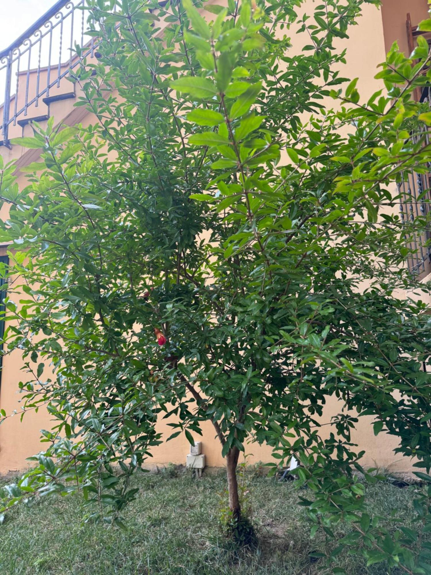Apartmán La Casa Di Grace Florencie Exteriér fotografie